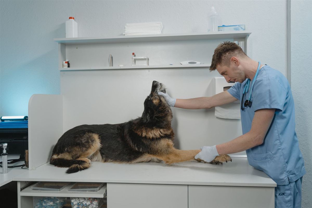 Veterinarian examining a German Shepherd on an exam table